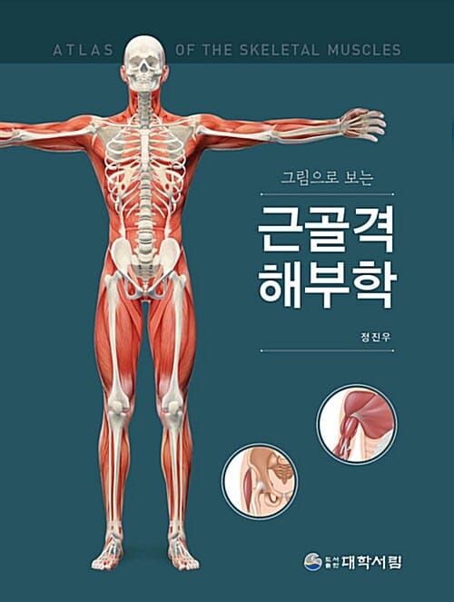 근골격 해부학 (그림으로 보는)