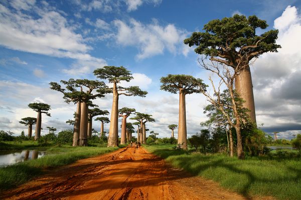 모론다바 ➔ 바오밥 거리 🌳