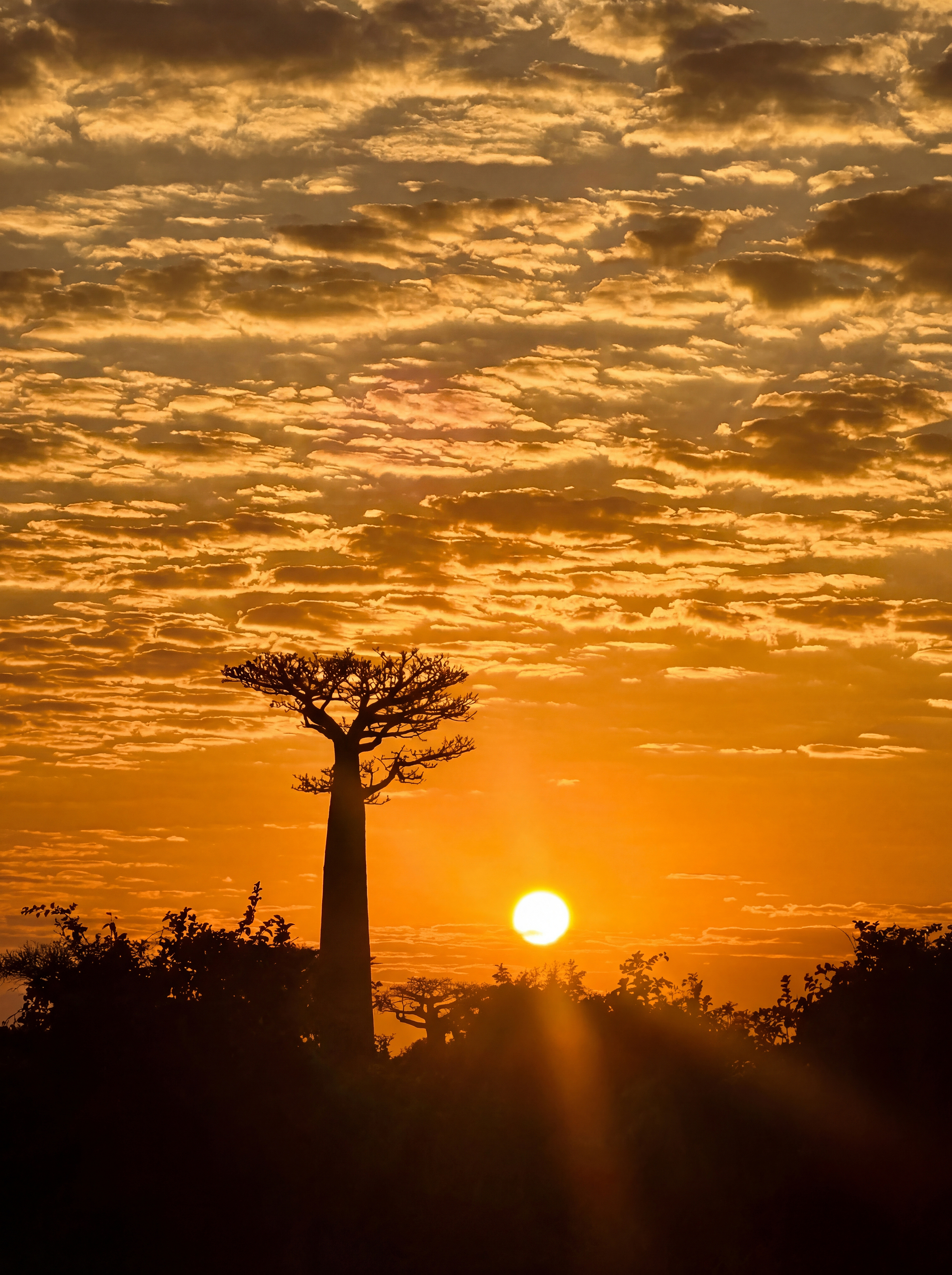 African Baobab Trees