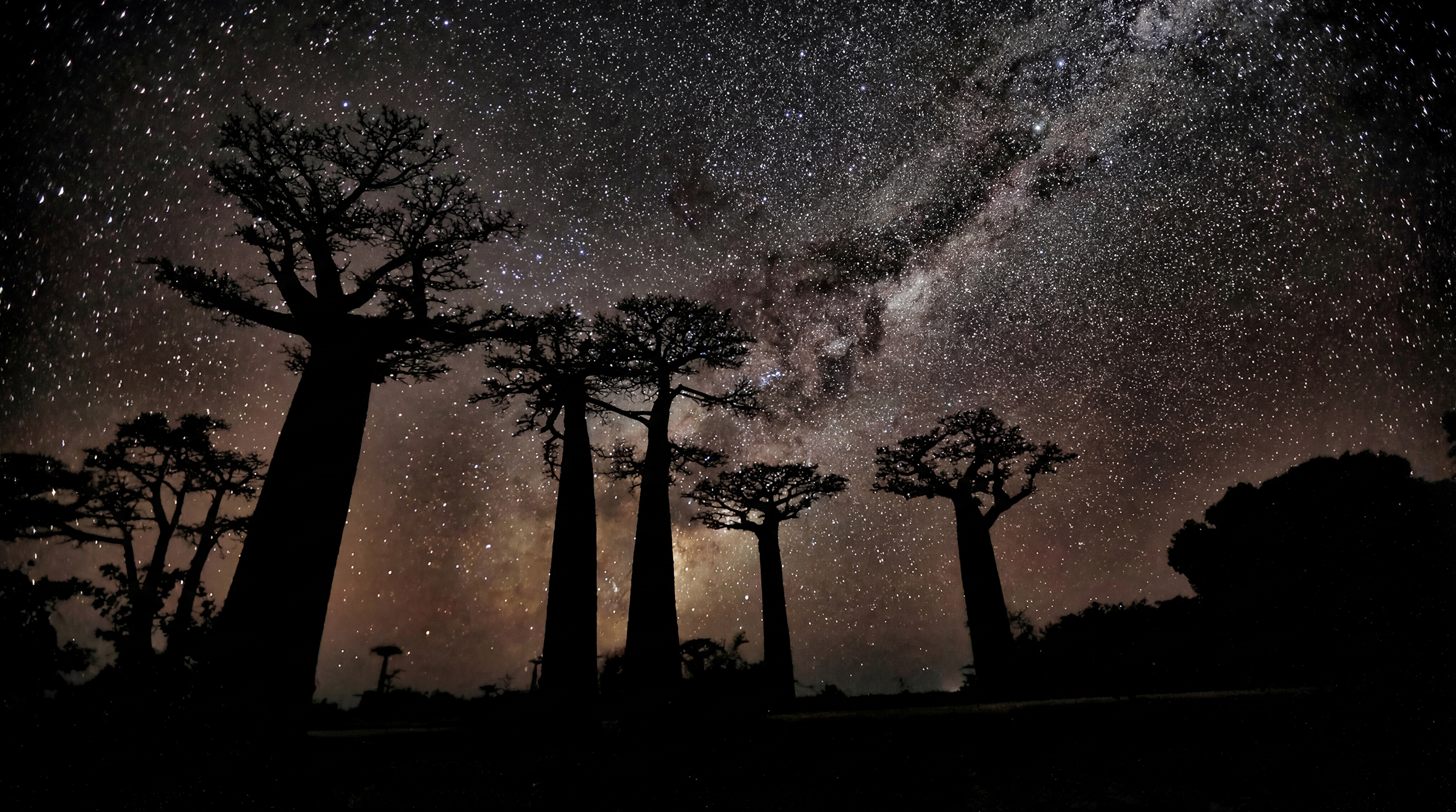 African Baobab Trees Background