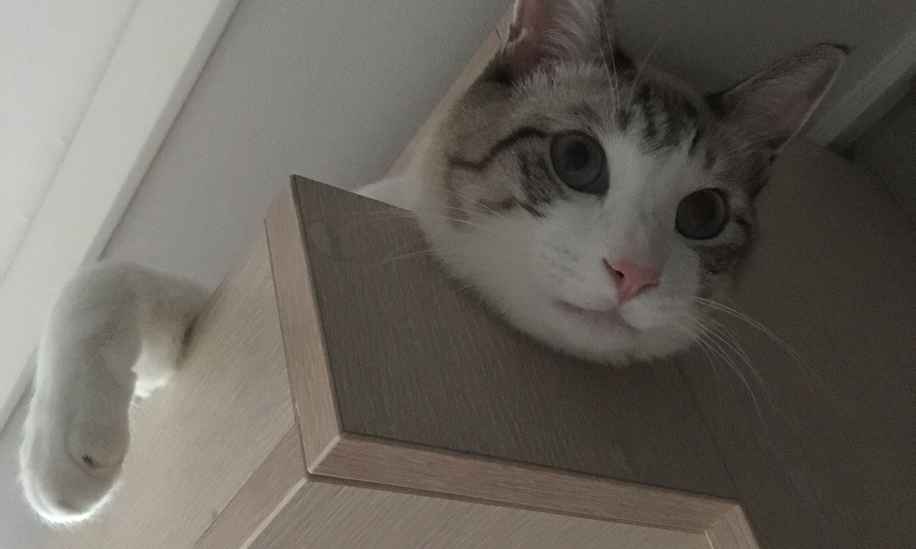 고냥고냥 모임 대표 이미지