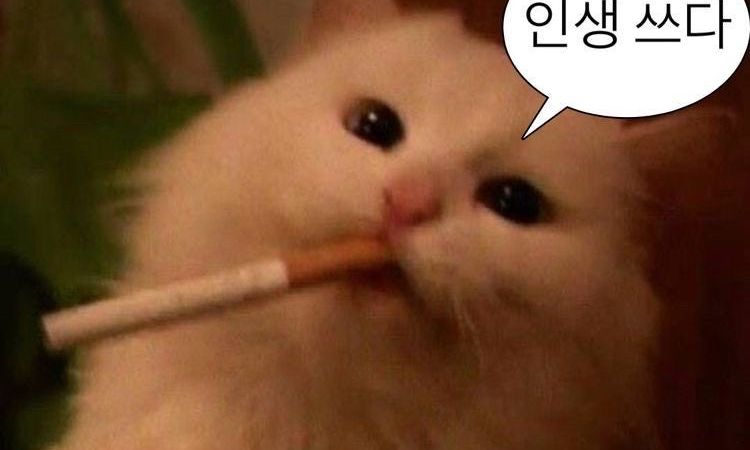 코미의 연락망.. 모임 대표 이미지