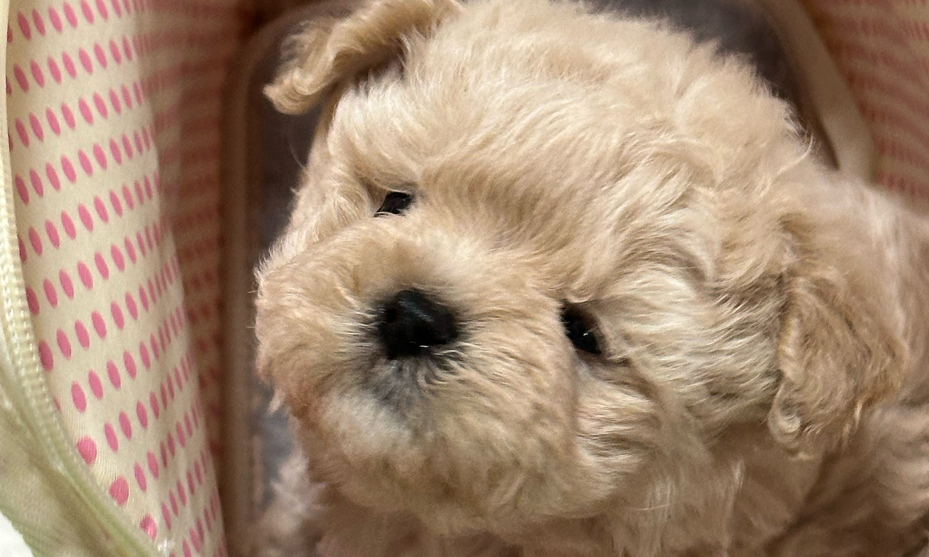 최예엘라💖🐶 모임 대표 이미지