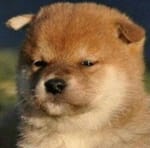 이지수