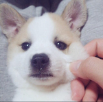 꽃의파도