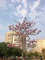 진홍배
