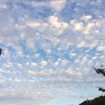 강수영 Виолетта