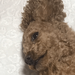 김현지