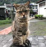 음모를꾸미는토끼