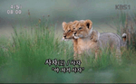 샛별