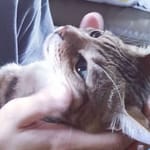 에디트
