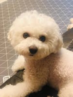 수연