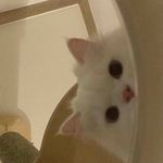 수아