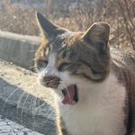 짱굴이