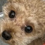 ㅎㅅㅎ