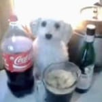 카슈