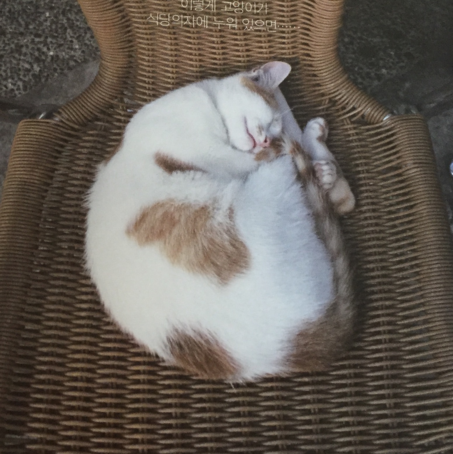 엑소핑님의 여행하고 사랑하고 고양이 하라 게시물 이미지