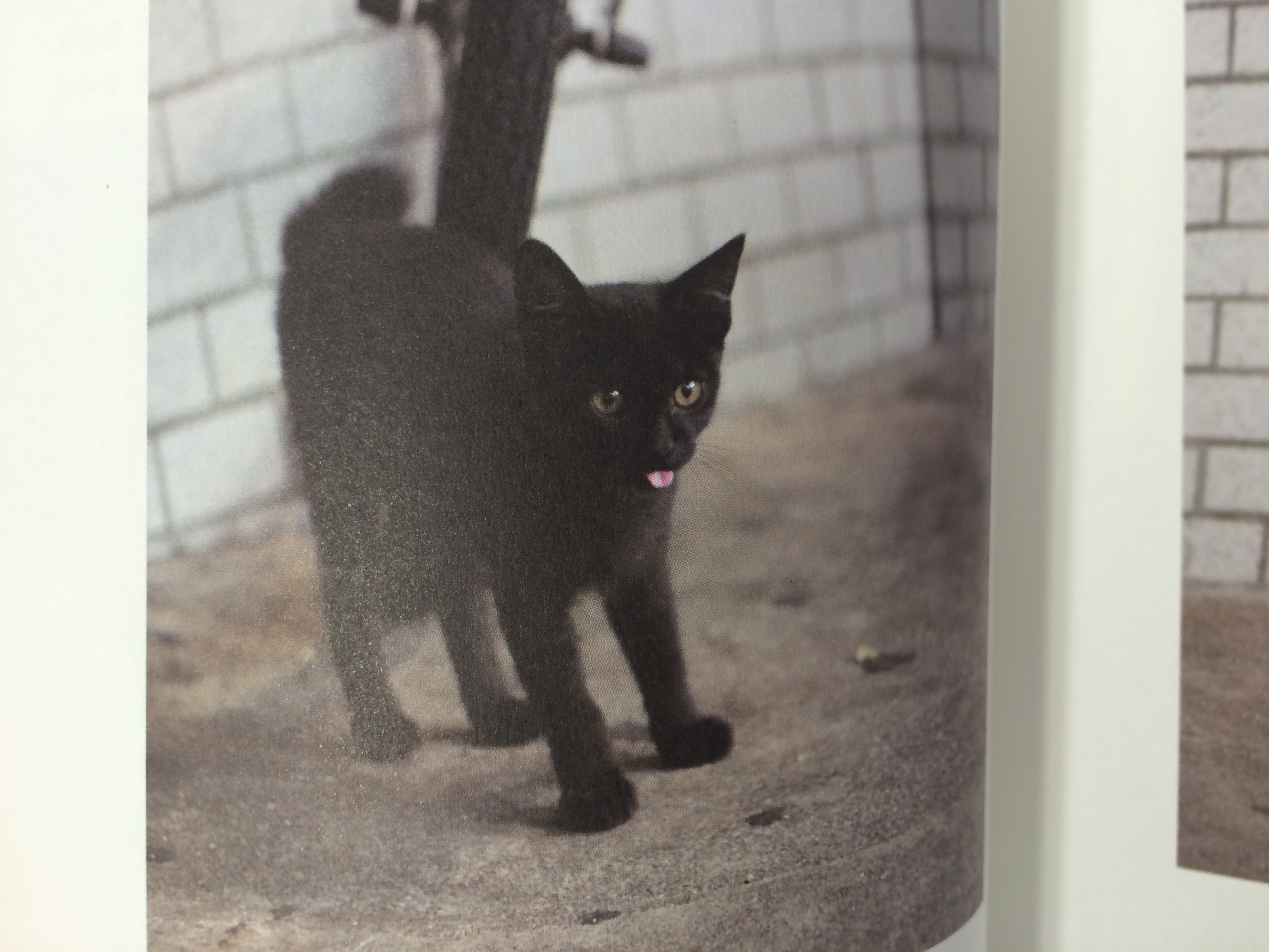 냐옹님의 나와 내 고양이의 101가지 공통점 게시물 이미지