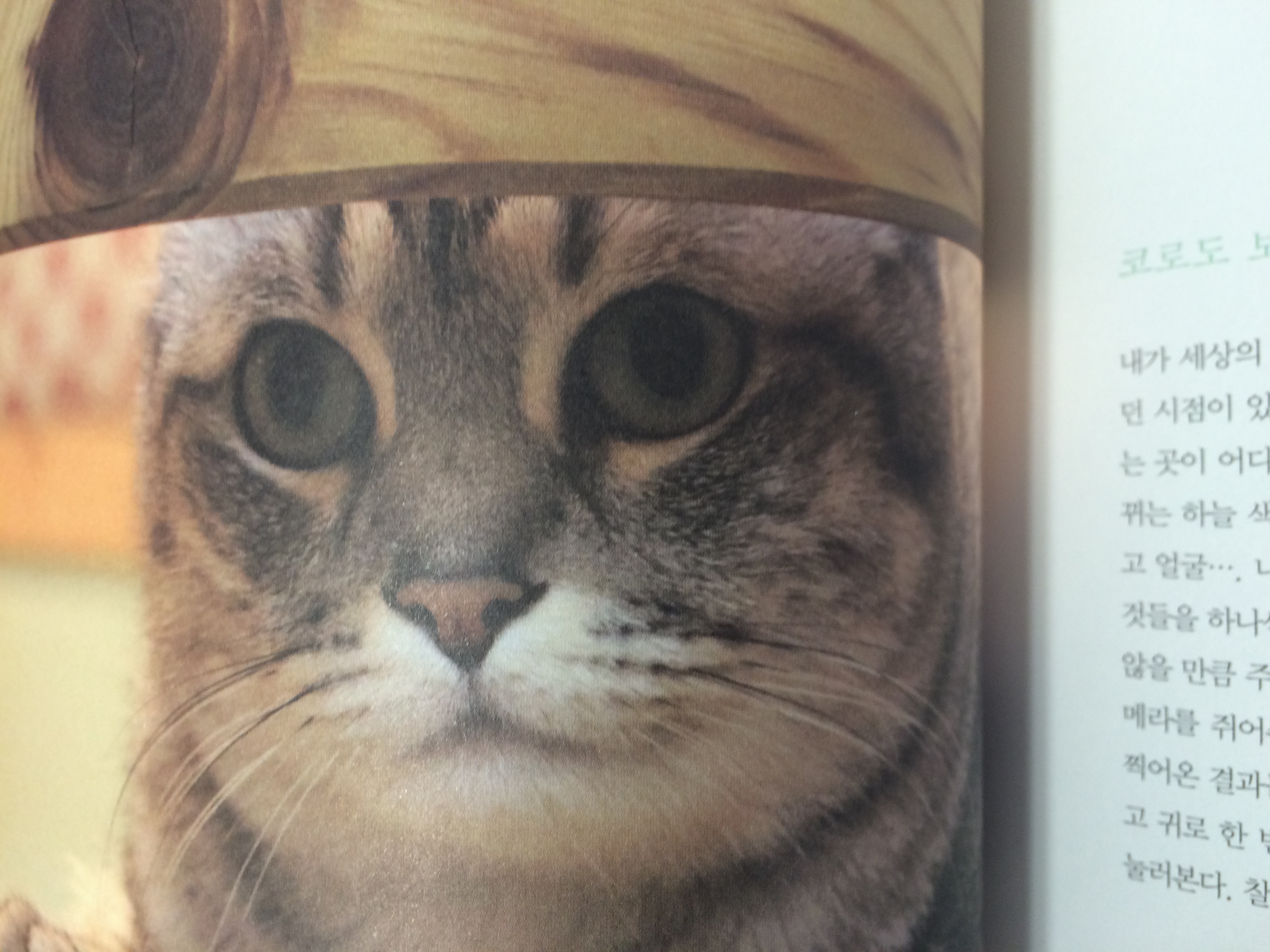 냐옹님의 나와 내 고양이의 101가지 공통점 게시물 이미지