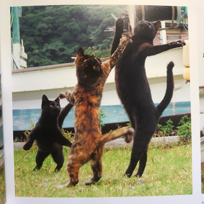 채은님의 길고양이 권법 게시물 이미지