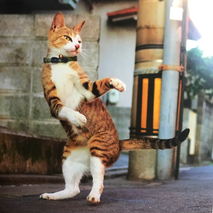 채은님의 길고양이 권법 게시물 이미지