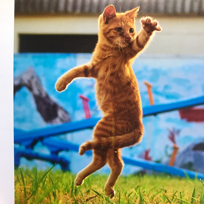 채은님의 길고양이 권법 게시물 이미지