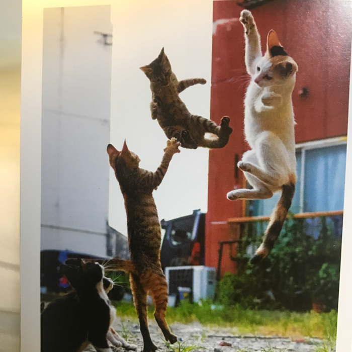 채은님의 길고양이 권법 게시물 이미지