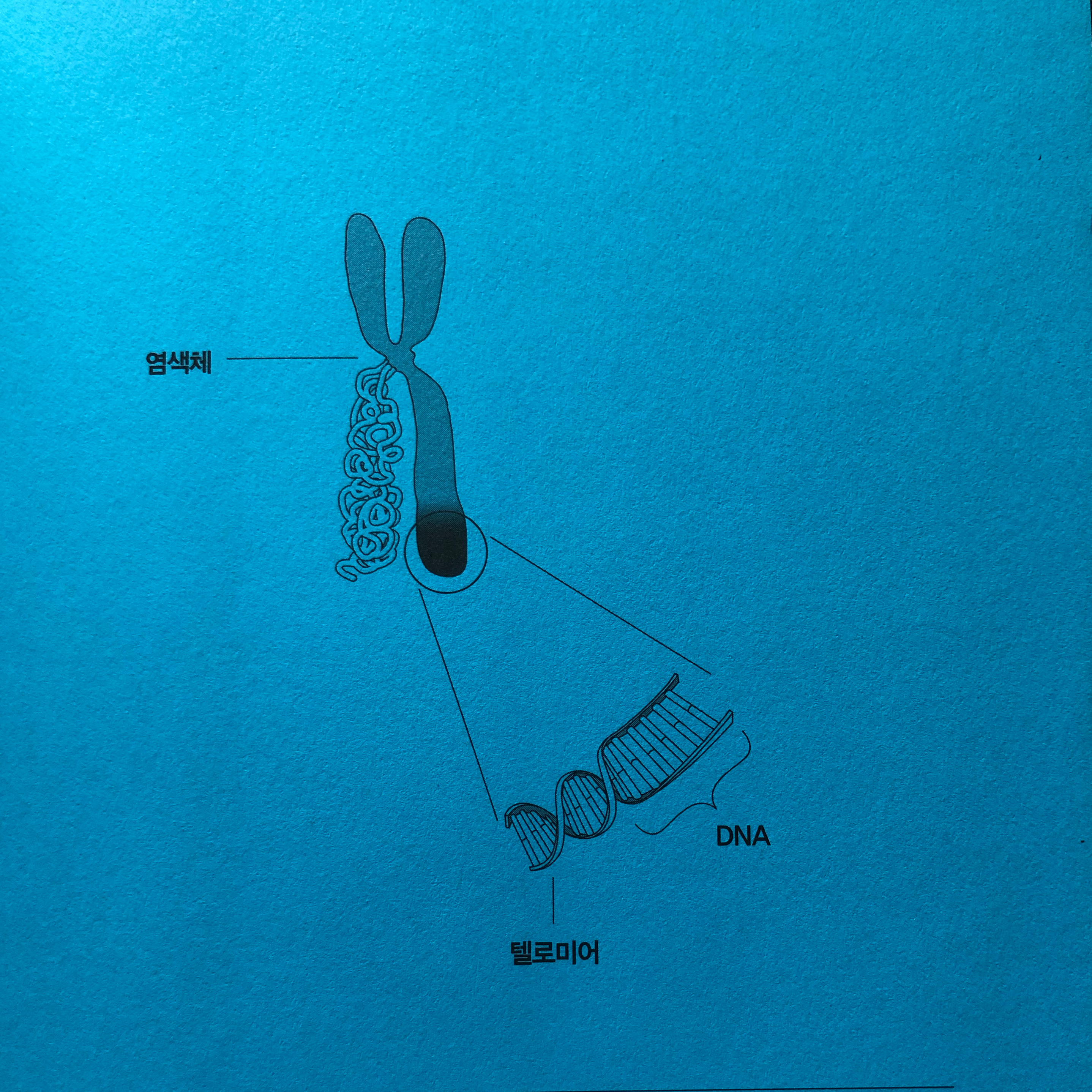 Kihong Bae님의 리뷰 이미지 0 - 텔로미어 (노벨의학상이 찾아낸 불로장생의 비밀)