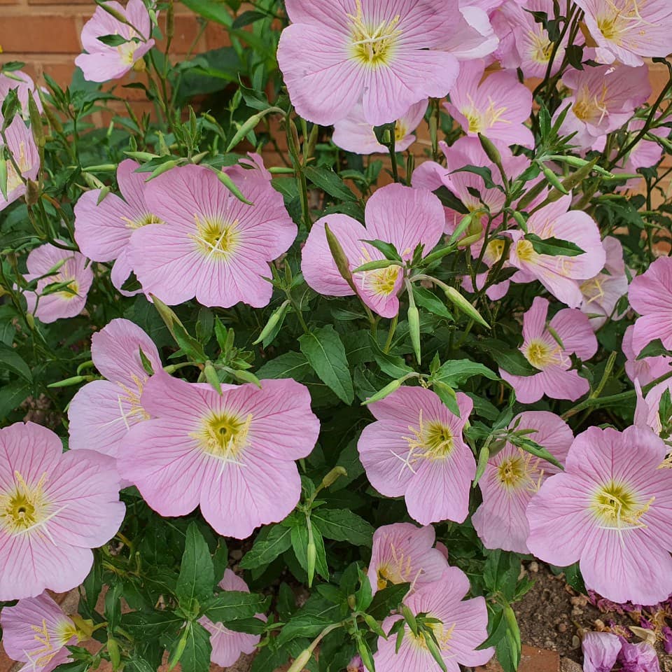 임은정님의 야생의 위로 게시물 이미지