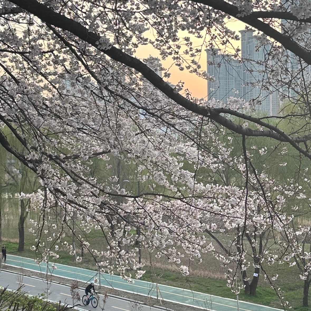 adela님의 게시물 이미지