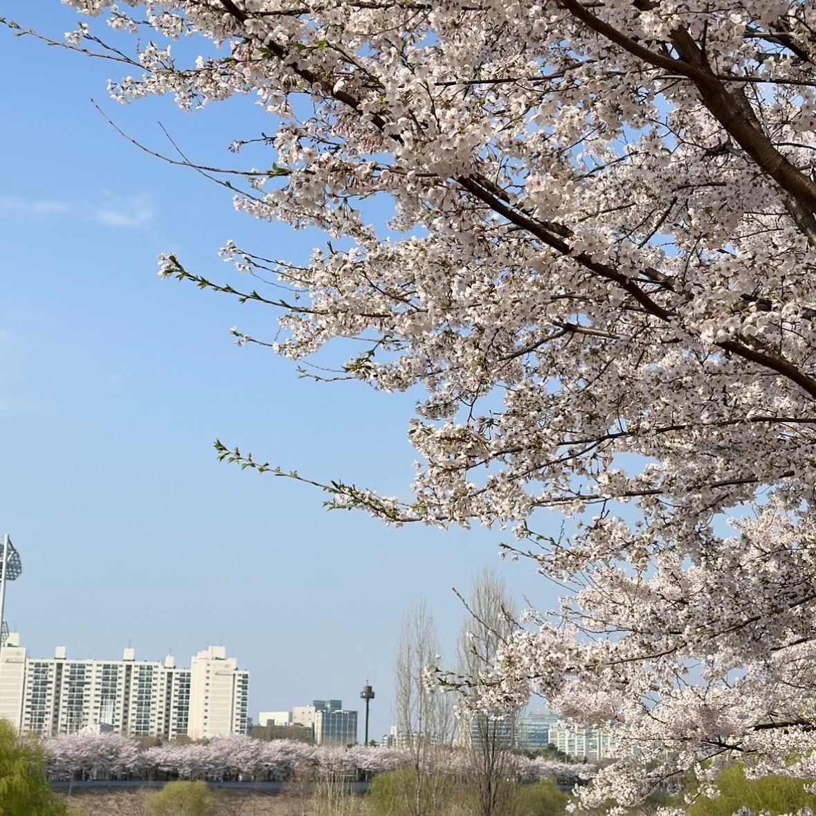 adela님의 게시물 이미지