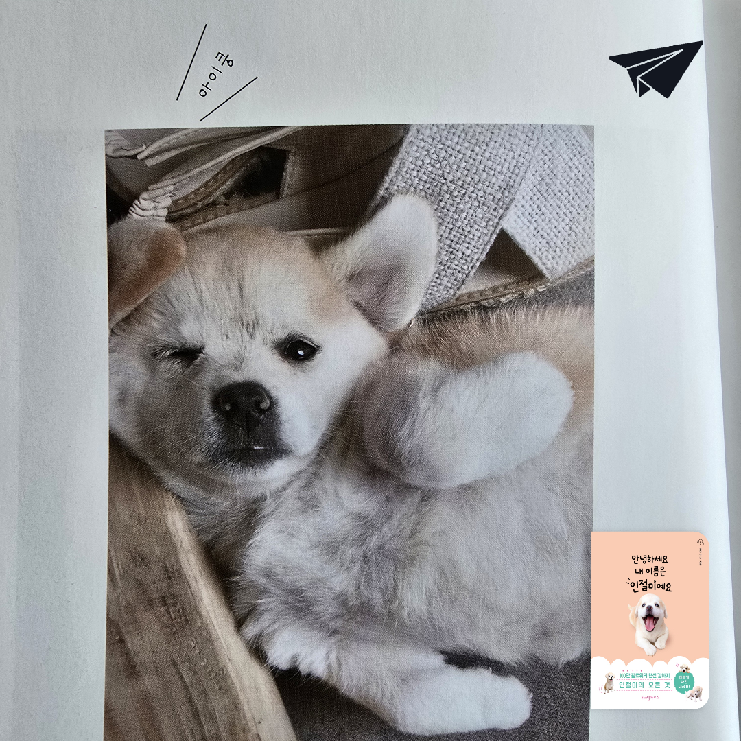 너나의7번째계절님의 안녕하세요 내 이름은 인절미예요 게시물 이미지