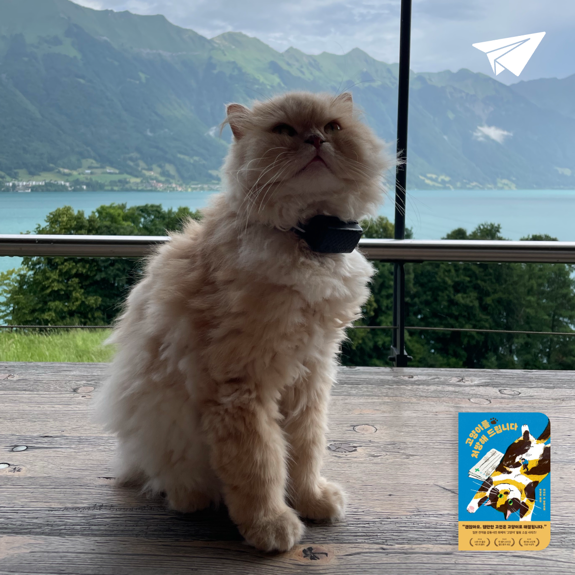 차님님의 고양이를 처방해 드립니다 게시물 이미지