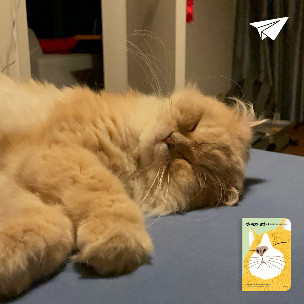 차님님의 연애보다 고양이 게시물 이미지