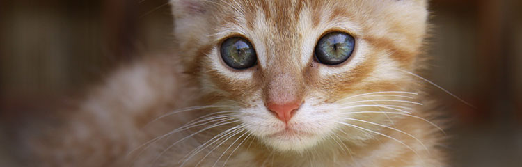 반려동물을
키우고 있어요