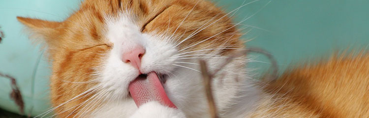 고양이를
키우고 싶어요