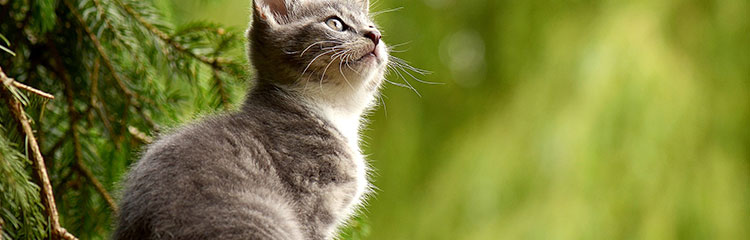 동물이
너무 좋아요