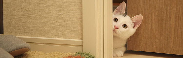 고양이를
키워요