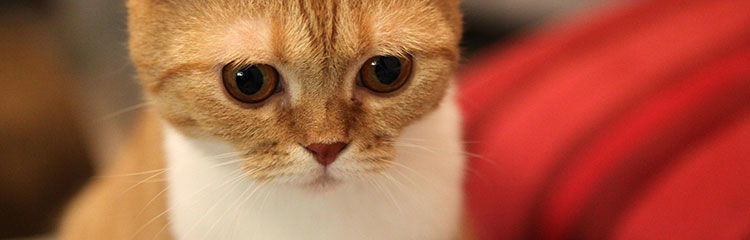 고양이가
너무 귀여워요