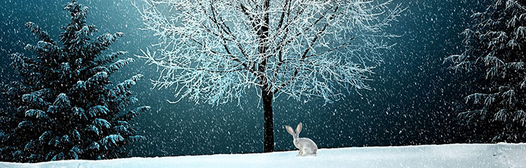 겨울 밤, 잠이
오지 않아요