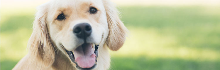 반려동물과
함께 살아요