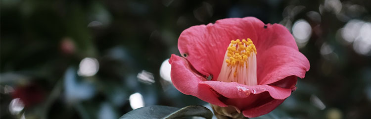 제주 4.3을 
알고 싶어요