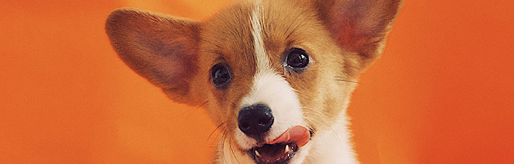 반려동물과 
오래 살고 싶어요