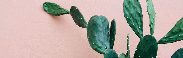 반려 식물을 
키우고 싶어요