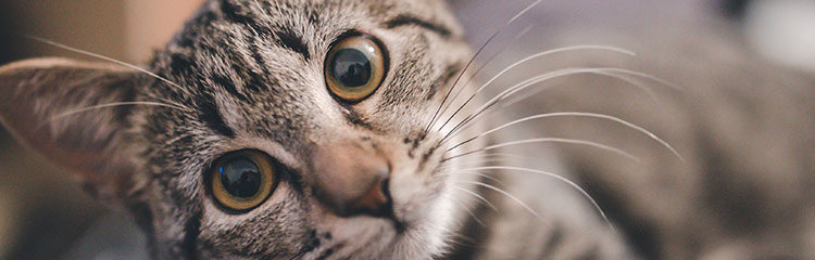 고양이가 나오는
책을 읽고 싶어요