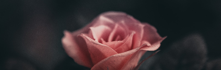 로맨스릴러를 
읽고 싶어요