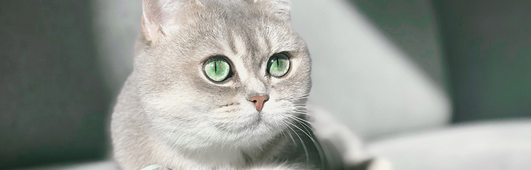 집사로
지내고 있어요