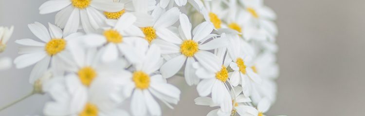 마음만은
화사하고 싶어요