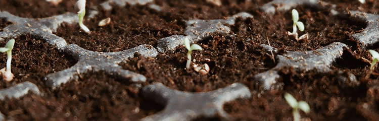 식물을
잘 키우고 싶어요