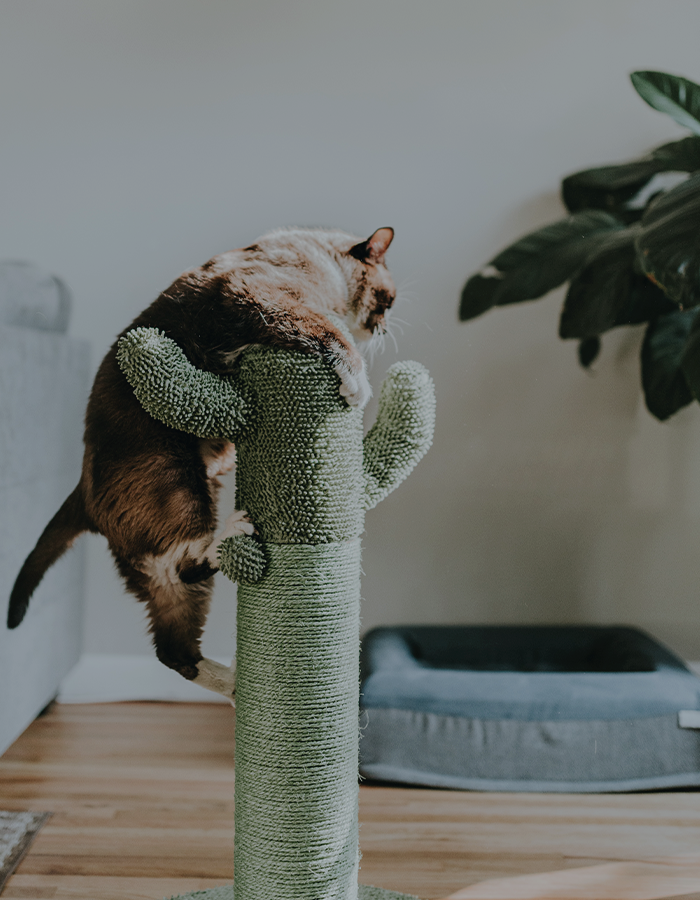 고양이를
키우는 집사에요